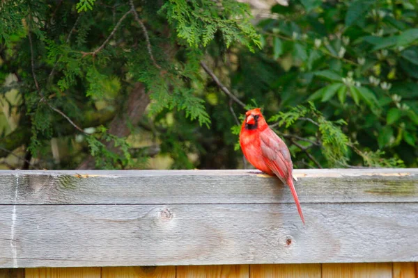 Northern Cardinal Cardinalis Cardinalis Birds — Stock Photo, Image