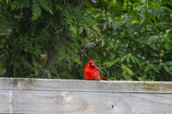 Cardeal Norte Cardinalis Cardinalis Aves — Fotografia de Stock