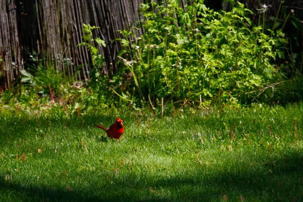 Kuzey Kardinali Cardinalis Cardinalis Kuşlar — Stok fotoğraf