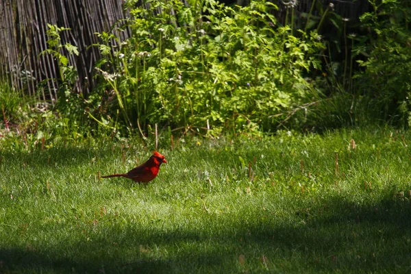 Nordkardinal Cardinalis Cardinalis Vögel — Stockfoto