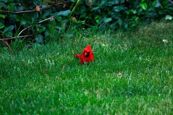 Northern Cardinal Cardinalis Cardinalis Birds — Stock Photo, Image