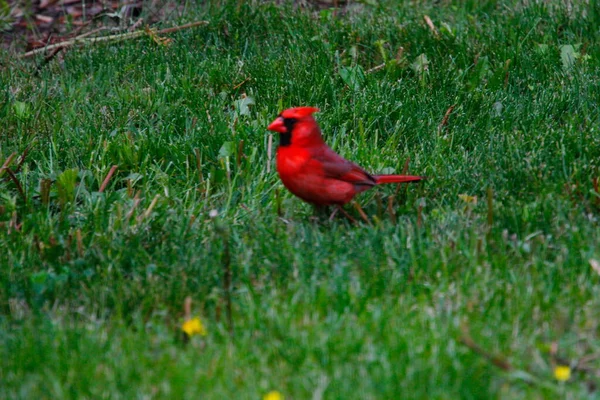 Északi Kardinális Cardinalis Cardinalis Madarak — Stock Fotó