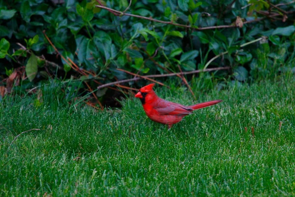 Northern Cardinal Cardinalis Cardinalis Birds — Stock Photo, Image