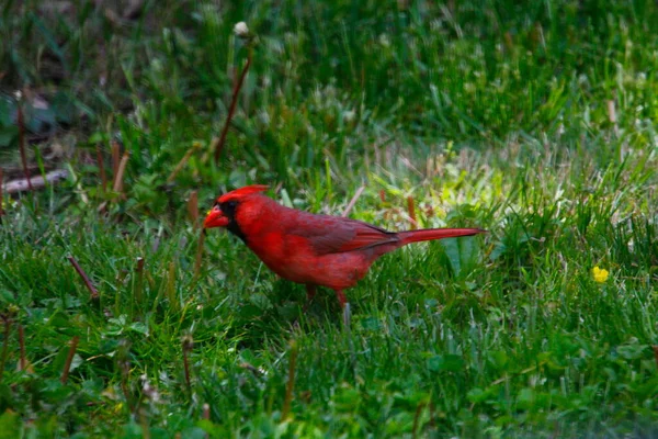 Nordkardinal Cardinalis Cardinalis Vögel — Stockfoto