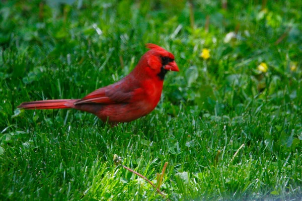 Nordkardinal Cardinalis Cardinalis Vögel — Stockfoto