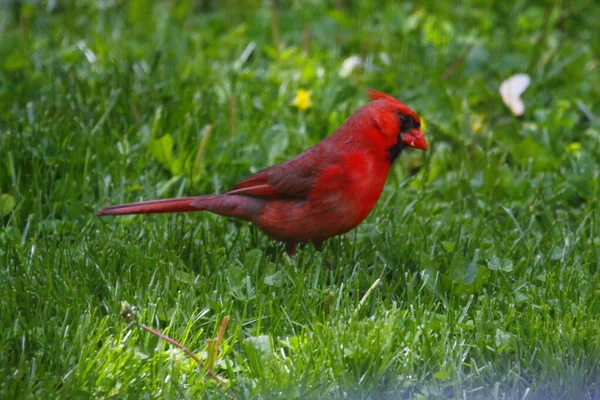 Kardynał Północny Cardinalis Cardinalis Ptaki — Zdjęcie stockowe