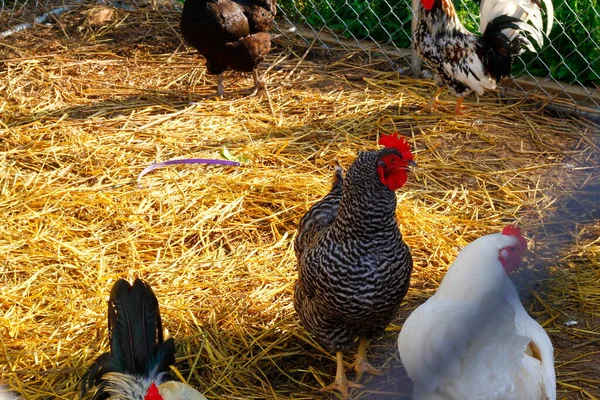 Курицы Огороженном Курятнике — стоковое фото