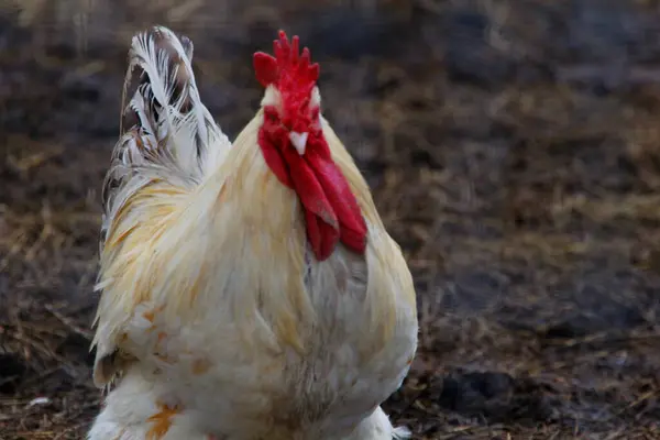 Gallo Blanco Grande Una Granja —  Fotos de Stock