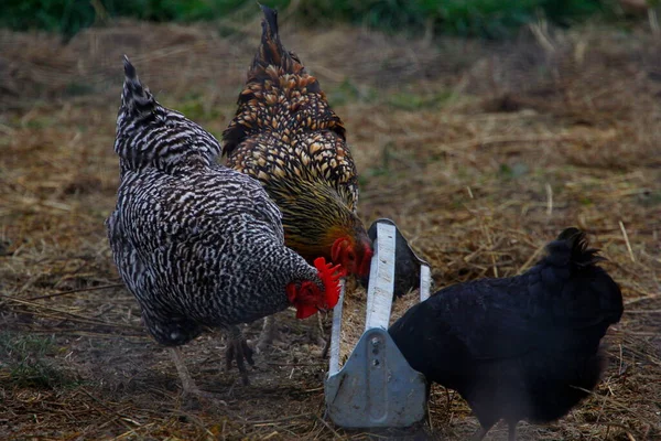 Ein Hühnertrio Das Sich Von Einem Trog Ernährt — Stockfoto