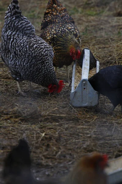 Bir Çamurdan Beslenen Tavuk Üçlüsü — Stok fotoğraf
