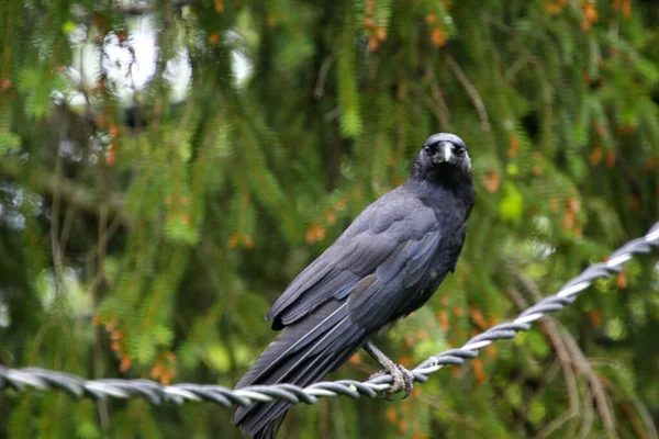 Cuervo Sentado Cable Corvus Brachyrhynchos —  Fotos de Stock