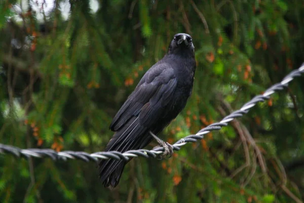 Κοράκι Που Κάθεται Καλώδιο Corvus Brachyrhynchos — Φωτογραφία Αρχείου