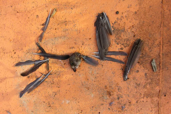 Pezzi Uccello Morto Terra — Foto Stock