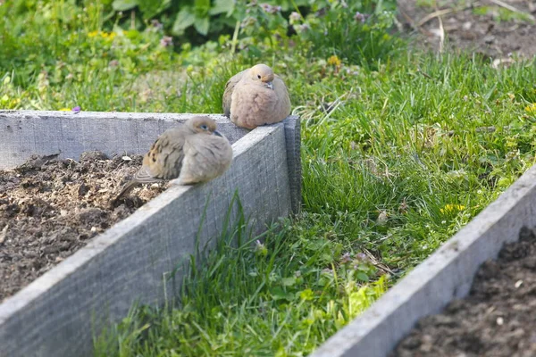 Mourning Dove Zenaida Macroura Raised Bed — Stock Photo, Image