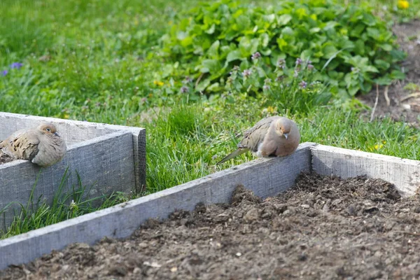 Mourning Dove Zenaida Macroura Raised Bed — Stock Photo, Image