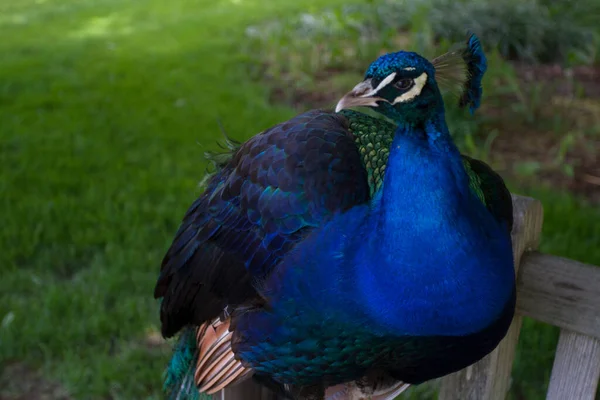 Indischer Pfauenauge Pavo Cristatus Männlich — Stockfoto