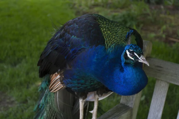 Indiase Pauw Pavo Cristatus Mannelijke — Stockfoto