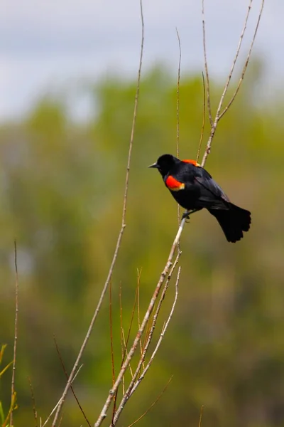 Rotflügelamsel Agelaius Phoeniceus — Stockfoto