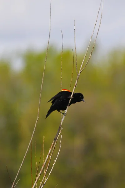 Краснокрылый Чёрный Дрозд Agelaius Phoeniceus — стоковое фото