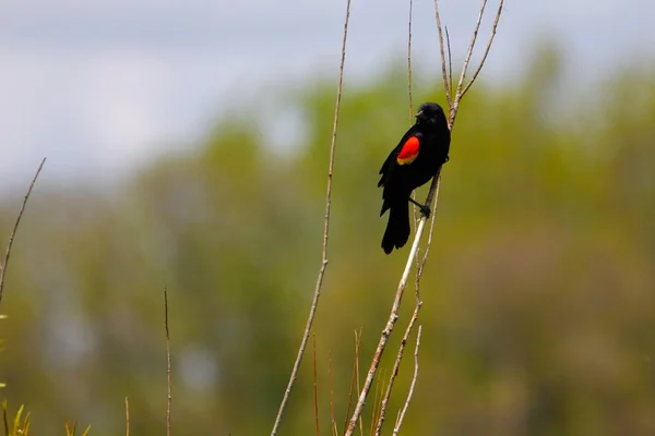 Краснокрылый Чёрный Дрозд Agelaius Phoeniceus — стоковое фото