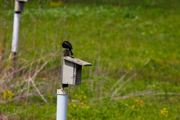 Kırmızı Kanatlı Karatavuk Agelaius Phoeniceus — Stok fotoğraf