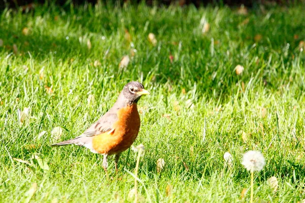 Robin Americano Turdus Migratorius Aves — Foto de Stock