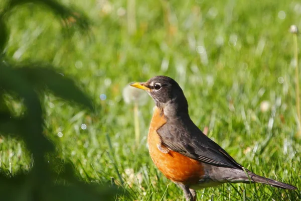 Rudzik Amerykański Turdus Migratorius Ptaki — Zdjęcie stockowe