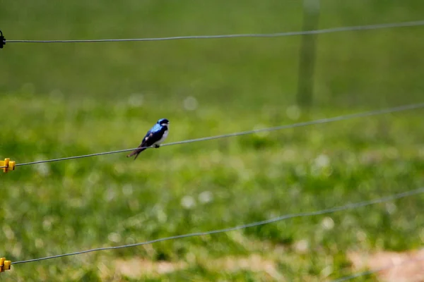 Baumschwalbenvogel Tachycineta Bicolor — Stockfoto