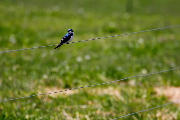 Baumschwalbenvogel Tachycineta Bicolor — Stockfoto