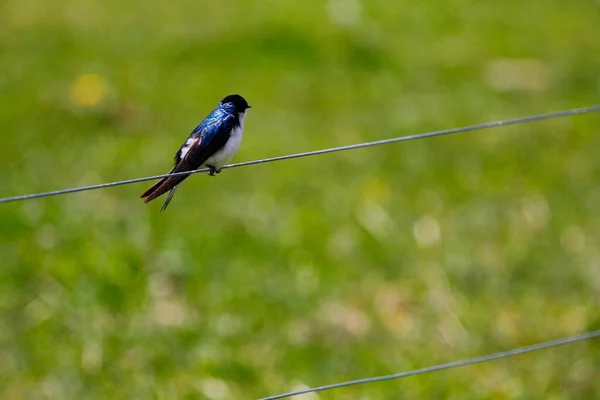 Träd Svälja Fågel Tachycineta Bicolor — Stockfoto