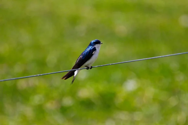 Boomzwaluwvogel Tachycineta Bicolor — Stockfoto