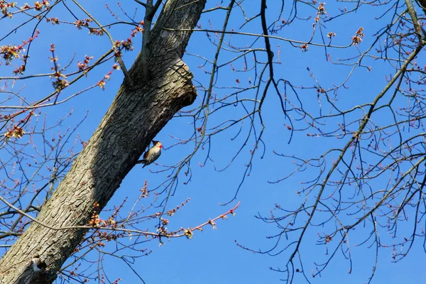 Ağaçta Kırmızı Karınlı Ağaçkakan Melanerpes Carolinus — Stok fotoğraf