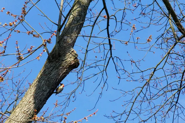 Pájaro Carpintero Vientre Rojo Melanerpes Carolinus Árbol — Foto de Stock