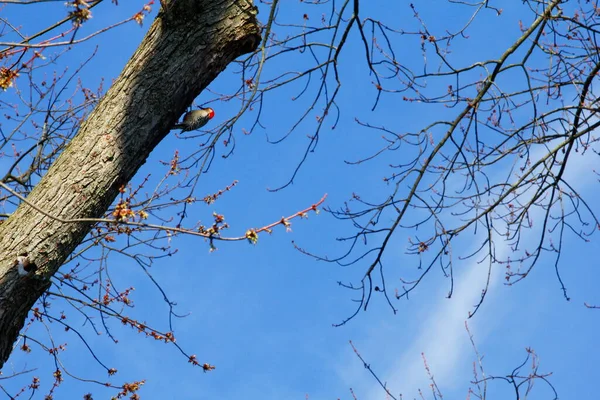红腹啄木鸟 Melanerpes Carolinus 在树上 — 图库照片