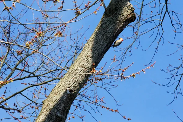 Ağaçta Kırmızı Karınlı Ağaçkakan Melanerpes Carolinus — Stok fotoğraf