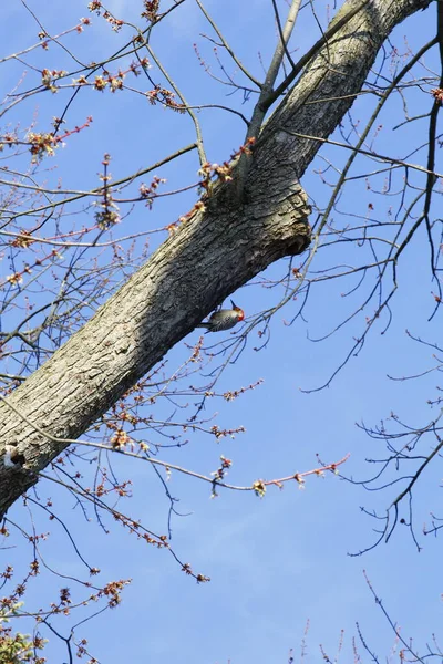 Pájaro Carpintero Vientre Rojo Melanerpes Carolinus Árbol — Foto de Stock