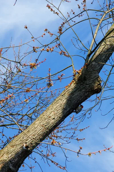 Pájaro Carpintero Vientre Rojo Melanerpes Carolinus Árbol — Foto de Stock