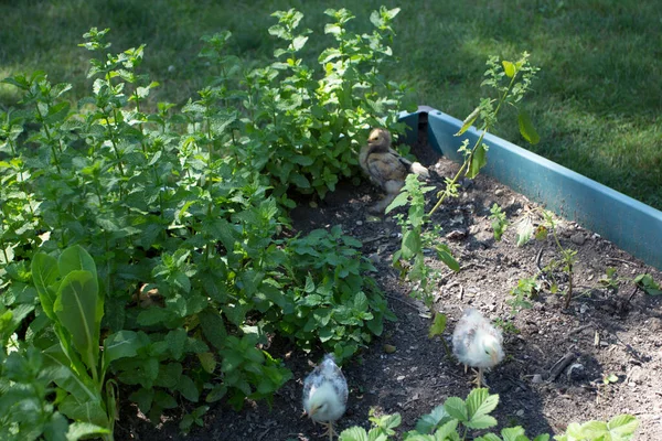 Backyard Chickens Suburban Environment — Stock Photo, Image