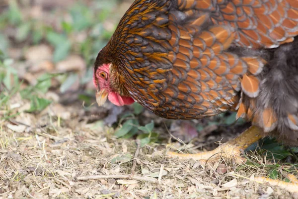 Banliyö Ortamı Nda Arka Bahçe Tavukları — Stok fotoğraf