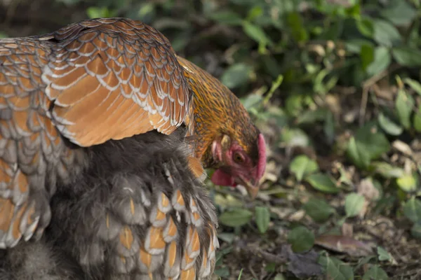 Háztáji Csirkék Kertvárosi Környezetben — Stock Fotó