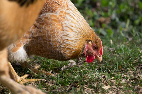 Banliyö Ortamı Nda Arka Bahçe Tavukları — Stok fotoğraf