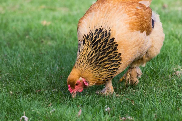 Backyard Chickens Suburban Environment — Stock Photo, Image