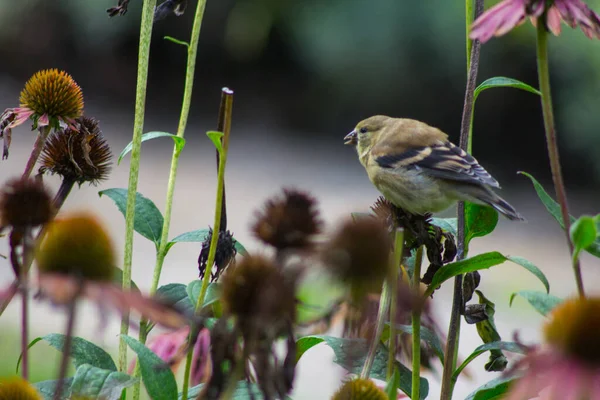 American Goldfinch Spinus Tristis Coneflowers — Stock Photo, Image