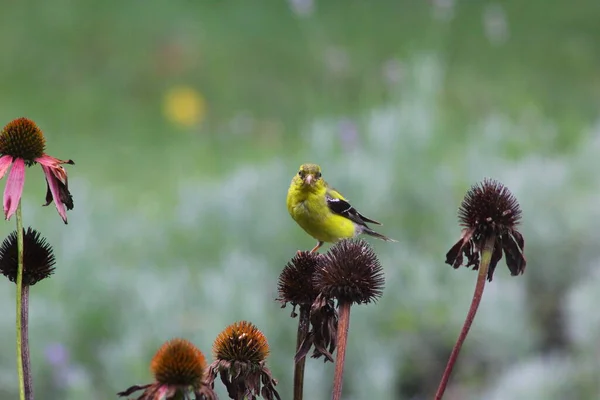 American Goldfinch Spinus Tristis Coneflowers — Stock Photo, Image