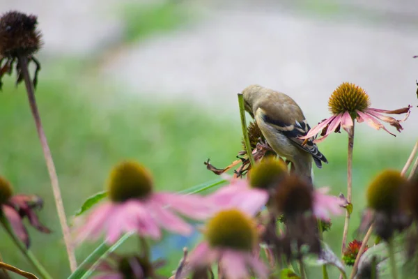 Amerikanischer Stieglitz Spinus Tristis Auf Sonnenhut — Stockfoto