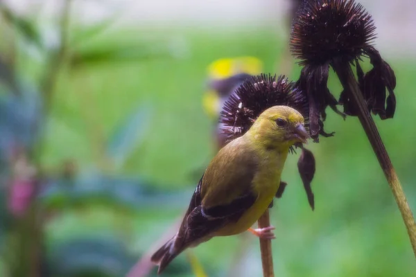 American Goldfinch Spinus Tristis Coneflowers — стоковое фото