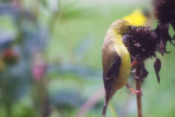 American Goldfinch Spinus Tristis Coneflowers — стокове фото