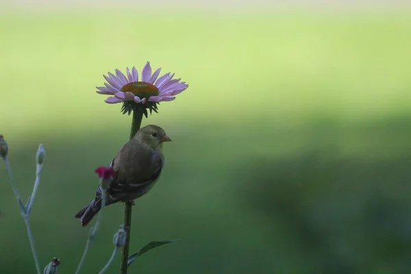 Goldfinch Anexado Uma Haste Coneflower — Fotografia de Stock