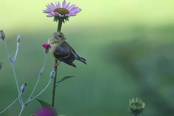 Goldfinch Anexado Uma Haste Coneflower — Fotografia de Stock