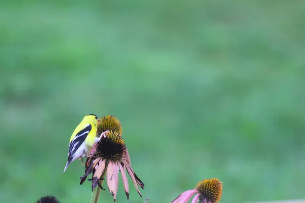 Amerikanischer Stieglitz Spinus Tristis Auf Sonnenhut — Stockfoto